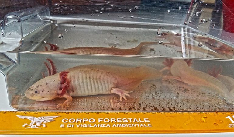 Identificati a Cagliari due rari esemplari di “Ambystoma mexicanum”