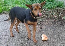 Due cagnoline cercano una famiglia a cui dare il loro affetto