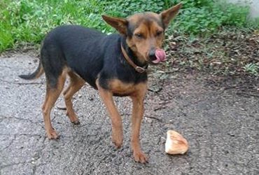 Due cagnoline cercano una famiglia a cui dare il loro affetto