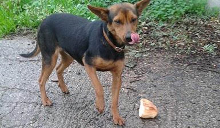 Due cagnoline cercano una famiglia a cui dare il loro affetto