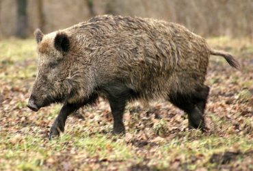 Un cinghiale positivo ad Orgosolo per la trichinella