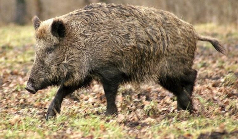 Un cinghiale positivo ad Orgosolo per la trichinella