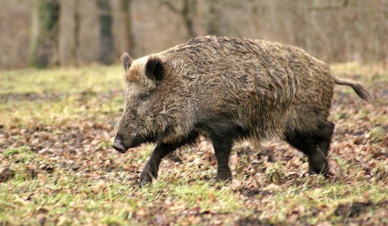 Un altro cinghiale positivo alla trichinella ad Orgosolo