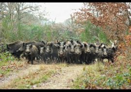 Peste suina africana: entro il 30 settembre le domande per poter svolgere attività venatoria al cinghiale.