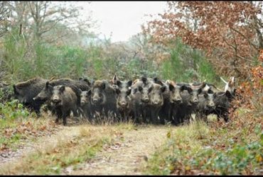 Peste suina africana: entro il 30 settembre le domande per poter svolgere attività venatoria al cinghiale.