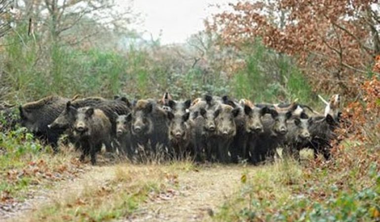 Peste suina africana: entro il 30 settembre le domande per poter svolgere attività venatoria al cinghiale.