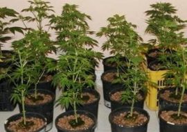 Condannati dal tribunale di Cagliari. Ieri erano stati arrestati per coltivazione e detenzione di cannabis