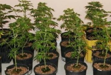 Condannati dal tribunale di Cagliari. Ieri erano stati arrestati per coltivazione e detenzione di cannabis