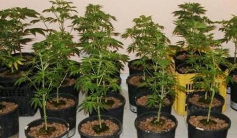 Condannati dal tribunale di Cagliari. Ieri erano stati arrestati per coltivazione e detenzione di cannabis