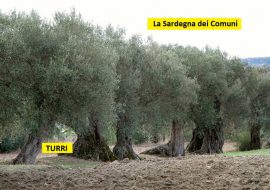 Rubrica: “La Sardegna dei Comuni” – Turri