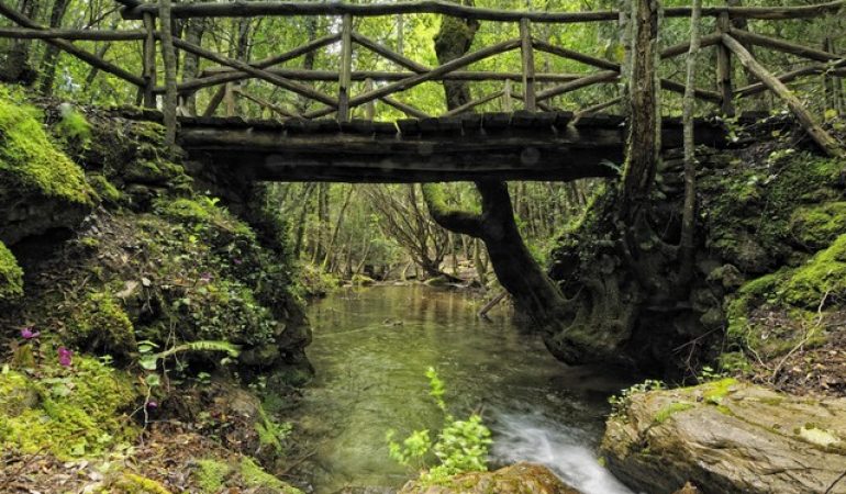 Boschi SBS affidati a Forestas