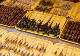 Nessun insetto può essere utilizzato come cibo senza autorizzazione preventiva