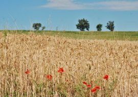 Agricoltura: Laore Sardegna sbarca su Facebook