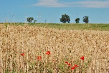 Agricoltura: Laore Sardegna sbarca su Facebook Agricoltura: Laore Sardegna sbarca su Facebook