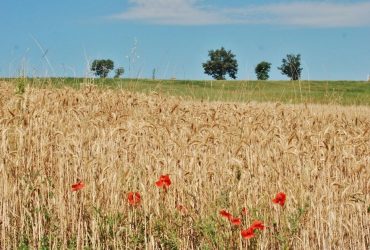 Agricoltura: Laore Sardegna sbarca su Facebook