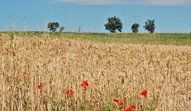 Agricoltura: Laore Sardegna sbarca su Facebook