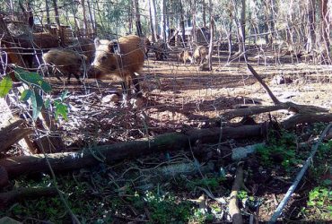 Sequestrato in Trexenta allevamento abusivo di maiali