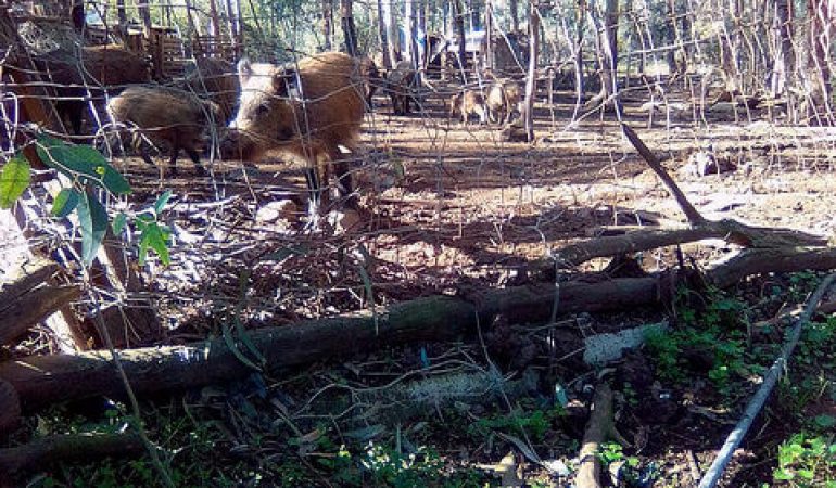 Sequestrato in Trexenta allevamento abusivo di maiali