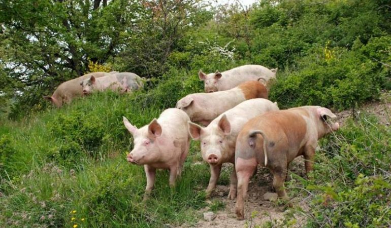 Aumentano a 215 i maiali al pascolo brado abbattuti a Orgosolo