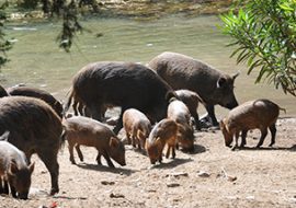 Peste suina africana: abbattimento di maiali al pascolo brado a Desulo e Orgosolo
