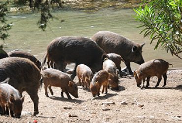 Nelle campagne di Baunei e Urzulei abbattuti 99 maiali allo stato brado illegale