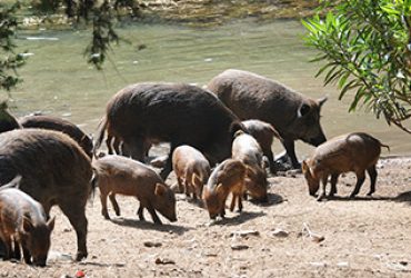 Peste suina africana: abbattimento di maiali al pascolo brado a Desulo e Orgosolo