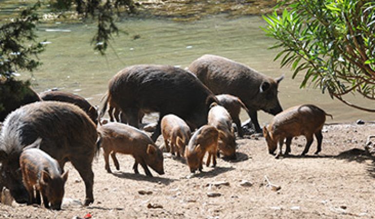 Nelle campagne di Baunei e Urzulei abbattuti 99 maiali allo stato brado illegale