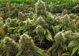 Quartu Sant’Elena, cento piante di marijuana in casa: arrestato un uomo