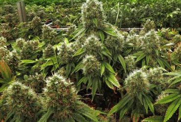 5 arresti a Selargius dopo la scoperta di una piantagione di cannabis