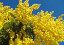 La giornata delle donne in Sardegna