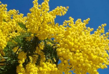 La giornata delle donne in Sardegna