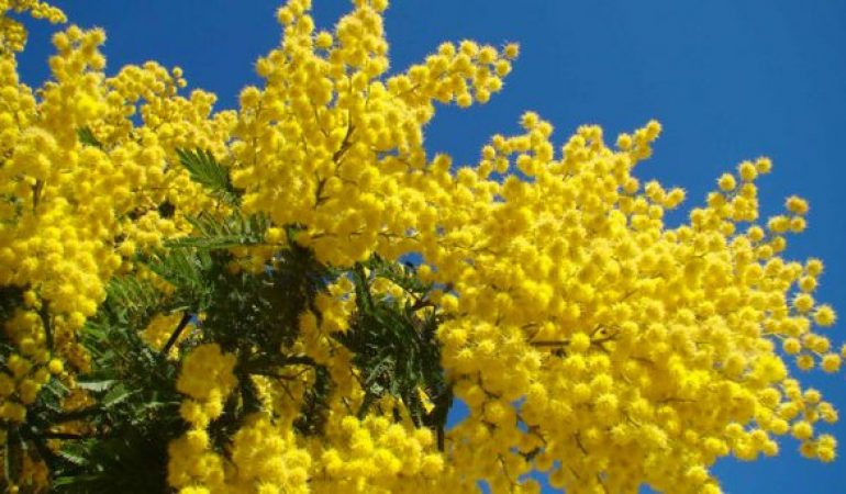 La giornata delle donne in Sardegna