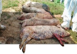 Il 71,6% dei maiali abbattuti a Desulo e Orgosolo è risultato siero positivo alla peste suina