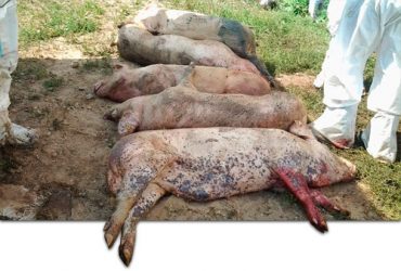 Il 71,6% dei maiali abbattuti a Desulo e Orgosolo è risultato siero positivo alla peste suina