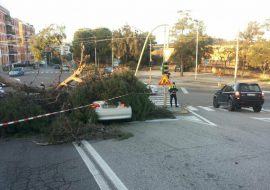 Cagliari: forte vento abbatte un pino in piazza D’Armi