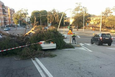 Cagliari: forte vento abbatte un pino in piazza D’Armi