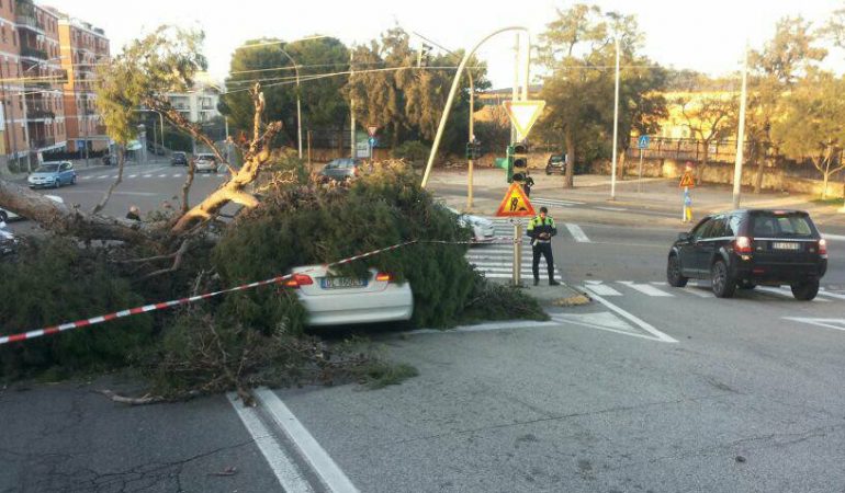 Cagliari: forte vento abbatte un pino in piazza D’Armi