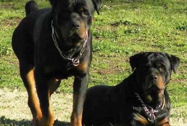 Serramanna: grave una donna aggredita da due rottweiler