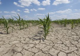 Comunicato stampa dell’Assessore dell’Agricoltura sulla siccità in Sardegna