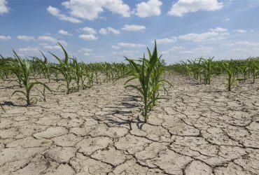 Comunicato stampa dell’Assessore dell’Agricoltura sulla siccità in Sardegna