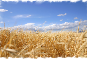 Grano e pasta dovranno indicare la zona di origine