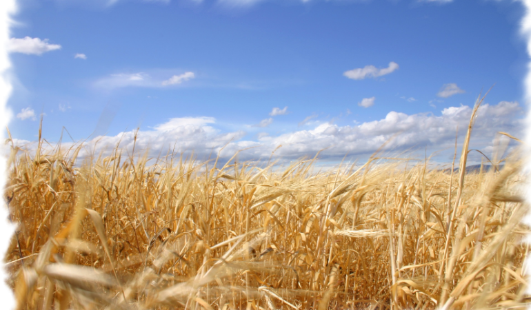 Grano e pasta dovranno indicare la zona di origine