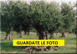 A Santadi la tradizionale manifestazione dedicata al  Pane e olio in frantoio.