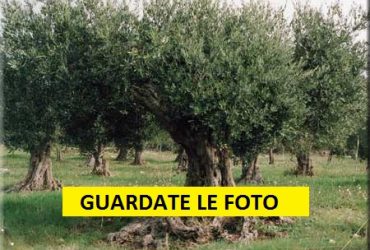 A Santadi la tradizionale manifestazione dedicata al  Pane e olio in frantoio.