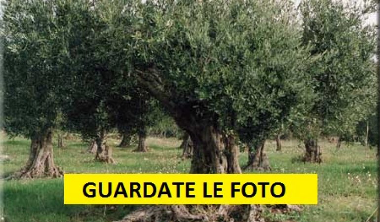 A Santadi la tradizionale manifestazione dedicata al  Pane e olio in frantoio.