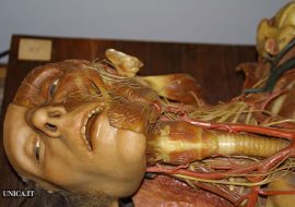 Le cere anatomiche del Susini. Incontri scientifici tra musei simili.