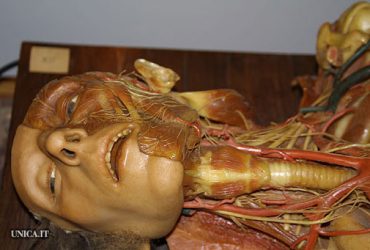 Le cere anatomiche del Susini. Incontri scientifici tra musei simili.